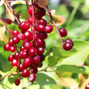 Red Chokecherry Tree - Live Plant, 8-14 Inch Tall, Chokecherry Plant in 2.5 Inch Pot, No Shipping to CA