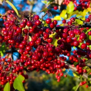 Red Chokecherry Tree - Live Plant, 8-14 Inch Tall, Chokecherry Plant in 2.5 Inch Pot, No Shipping to CA