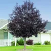 Red Chokecherry Tree - Live Plant, 8-14 Inch Tall, Chokecherry Plant in 2.5 Inch Pot, No Shipping to CA