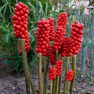 20 Jack In The Pulpit Bulbs - For Growing Home Garden, Perennial Jack In The Pulpit Tubers
