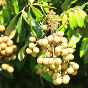 Live Longan Fruit Tree - 6-Inch Pot, 8-14 Inch Tall Tropical Longan Plant for Indoor or Outdoor Growing