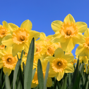 25 Daffodil Bulbs, Daffodil Bulbs For Planting, Daffodil Bulbs Indoor, Fall Planting Bulbs