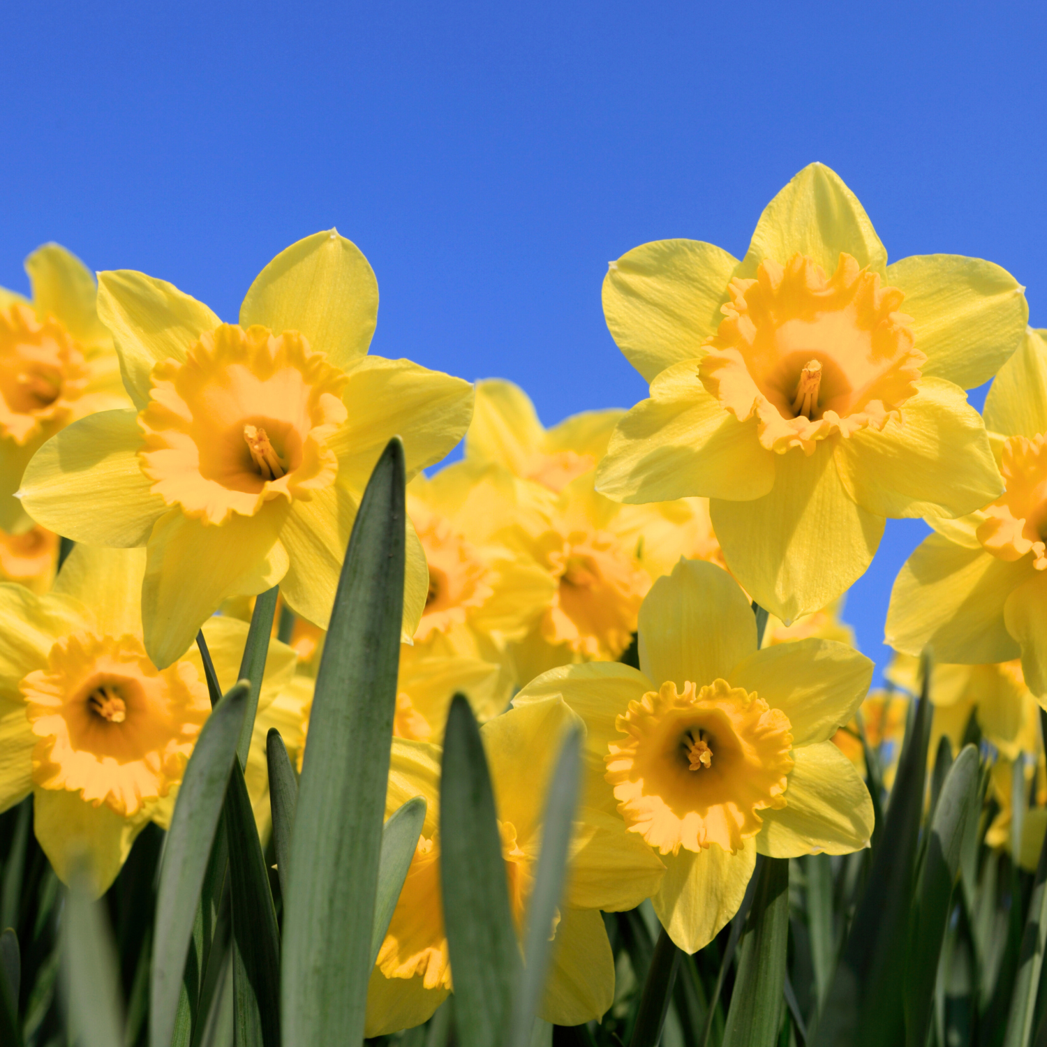 25 Daffodil Bulbs, Daffodil Bulbs For Planting, Daffodil Bulbs Indoor, Fall Planting Bulbs