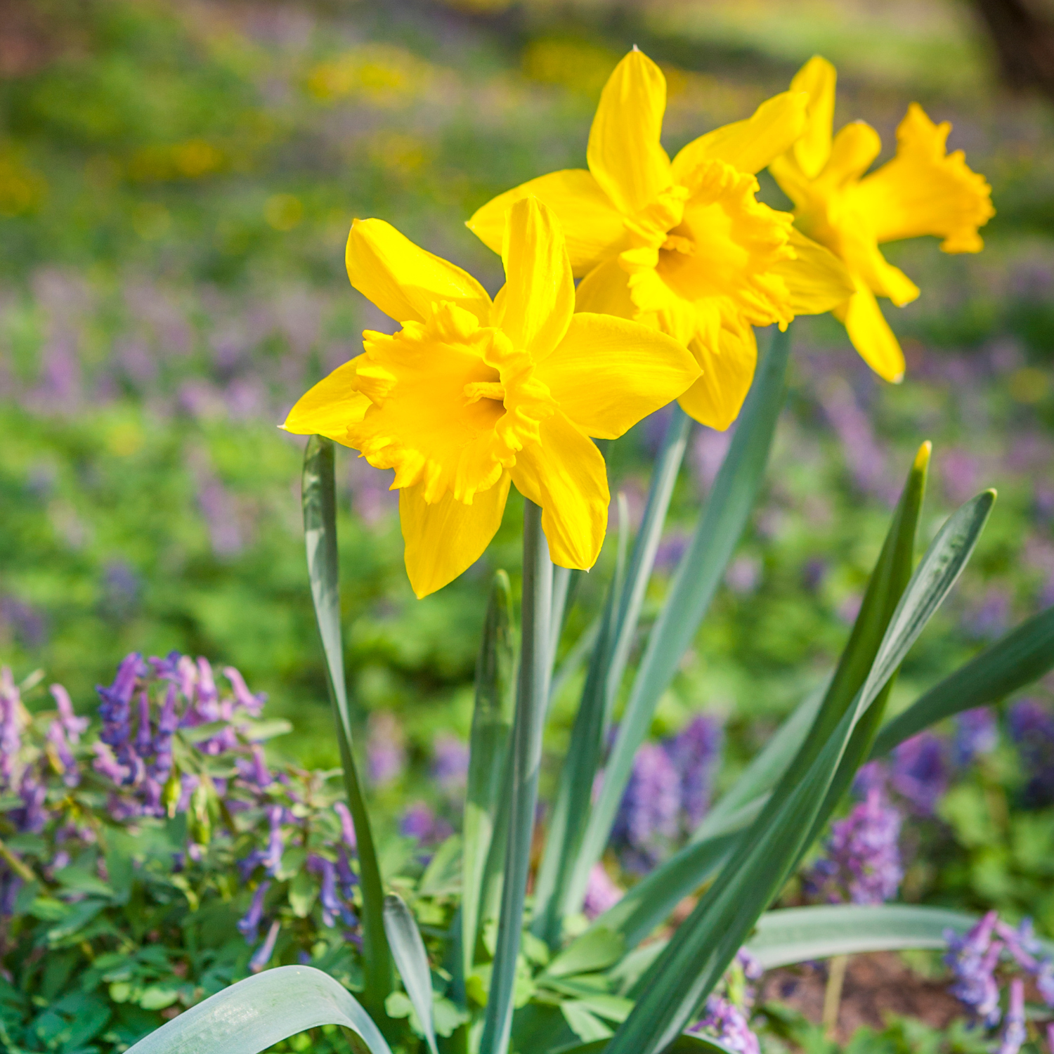 25 Daffodil Bulbs, Daffodil Bulbs For Planting, Daffodil Bulbs Indoor, Fall Planting Bulbs - Image 2