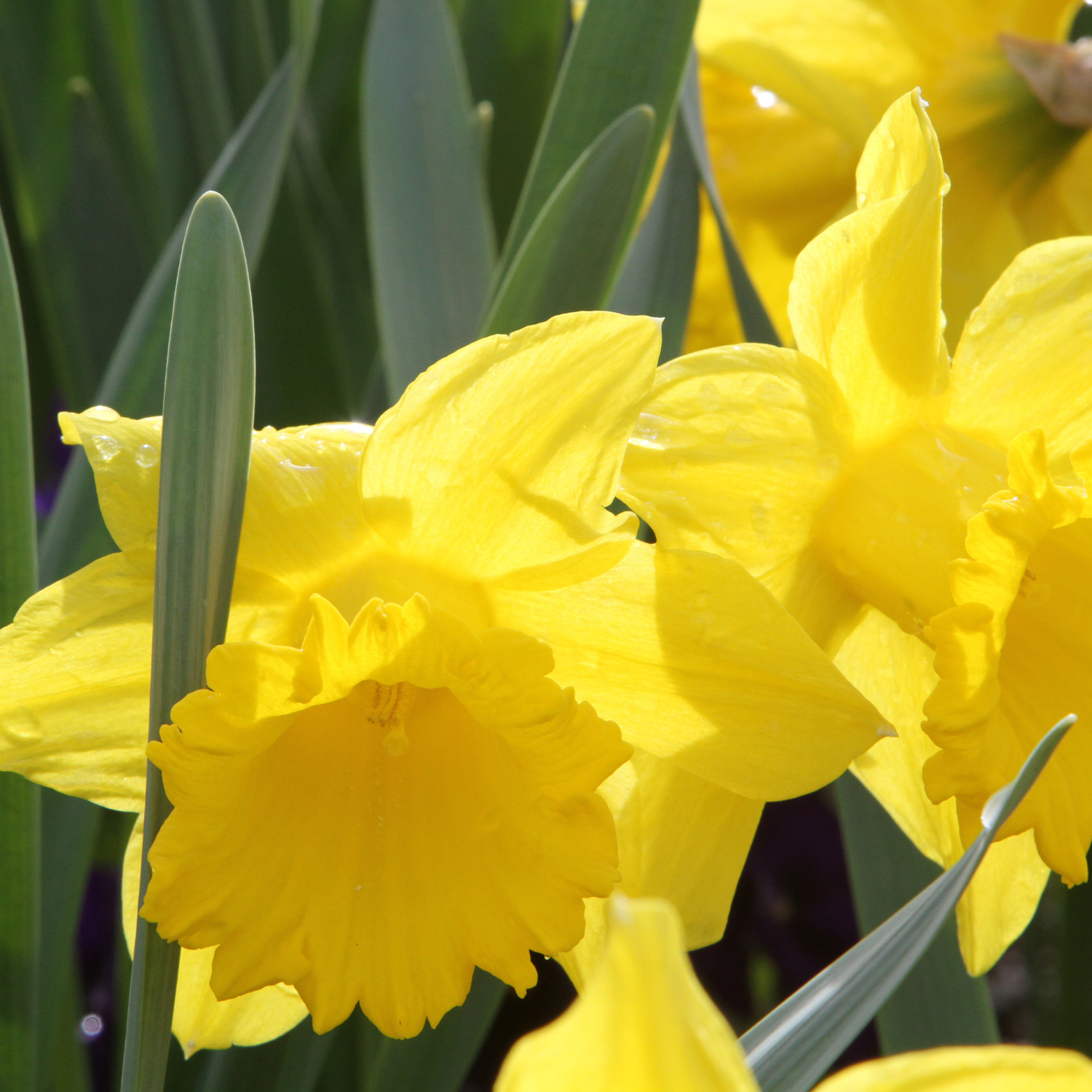 25 Daffodil Bulbs, Daffodil Bulbs For Planting, Daffodil Bulbs Indoor, Fall Planting Bulbs - Image 6