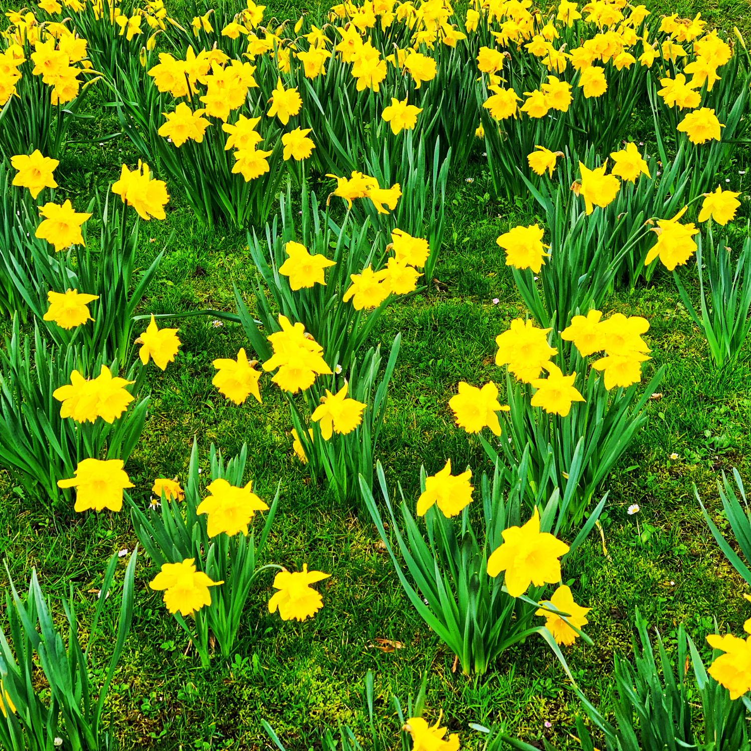 25 Daffodil Bulbs, Daffodil Bulbs For Planting, Daffodil Bulbs Indoor, Fall Planting Bulbs - Image 7