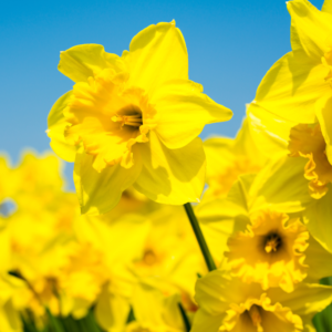 25 Daffodil Bulbs Bulk, Yellow Perennial Daffodil Bulbs, Daffodil Bulbs For Indoor Outdoor, Fall Flower Bulbs