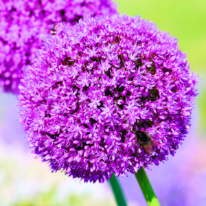5 Gladiator Allium Bulbs, Allium Bulbs For Planting, Purple Giant Allium Bulbs, Perennial Flower Bulbs