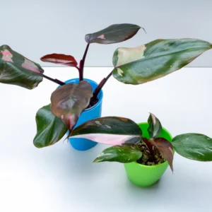 Rare Philodendron Live Plant, Pink Princess Philodendron Plant, Philodendron House Plant Live 4 Inches