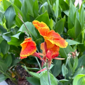 3 Mix Canna Lily Plants, Canna Lily Plants For Planting Perennial, Bare Roots Plants For Growing