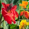 3 Mix Canna Lily Plants, Canna Lily Plants For Planting Perennial, Bare Roots Plants For Growing