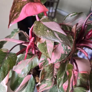 Pink Princess Philodendron Plant Live, Philodendron House Plant 4 Inches, Philodendron Indoor Plant 4 Inches