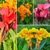 3 Canna Lily Plants For Planting Outdoors, Live Canna Lily Plants, Multicolor Canna Lily Flower Plants Bareroot