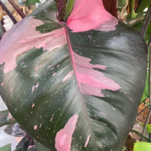 Rare Philodendron Live Plant, Pink Princess Philodendron Plant, Philodendron House Plant Live 4 Inches