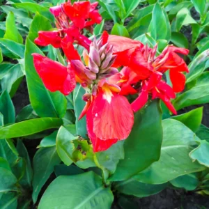 3 Canna Lily Plants For Planting Outdoors, Live Canna Lily Plants, Multicolor Canna Lily Flower Plants Bareroot