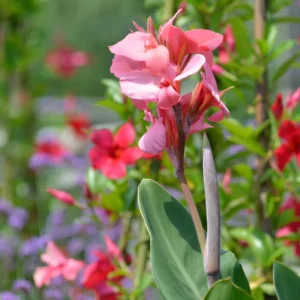 3 Canna Lily Plants For Planting Outdoors, Live Canna Lily Plants, Multicolor Canna Lily Flower Plants Bareroot