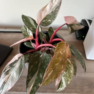 Pink Princess Philodendron Plant, Live Philodendron Plant Indoor, Philodendron Pink Plant Live 4 Inches Tall To Plant