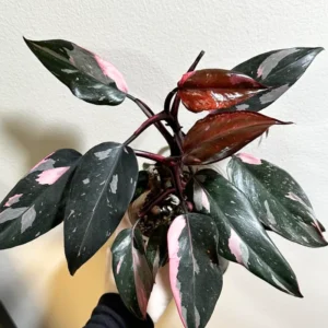 Pink Princess Philodendron Plant, Live Philodendron Plant Indoor, Philodendron Pink Plant Live 4 Inches Tall To Plant