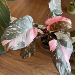 Pink Princess Philodendron Plant Live, Philodendron House Plant 4 Inches, Philodendron Indoor Plant 4 Inches