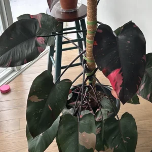 Rare Philodendron Live Plant, Pink Princess Philodendron Plant, Philodendron House Plant Live 4 Inches