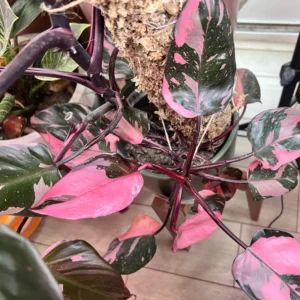 Pink Princess Philodendron Plant Live, Philodendron House Plant 4 Inches, Philodendron Indoor Plant 4 Inches