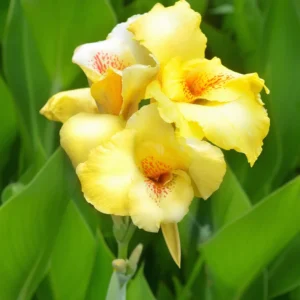3 Canna Lily Plants For Planting Outdoors, Live Canna Lily Plants, Multicolor Canna Lily Flower Plants Bareroot