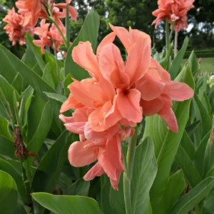 3 Canna Lily Plants For Planting Outdoors, Live Canna Lily Plants, Multicolor Canna Lily Flower Plants Bareroot