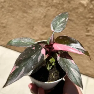 Pink Princess Philodendron Plant, Live Philodendron Plant Indoor, Philodendron Pink Plant Live 4 Inches Tall To Plant