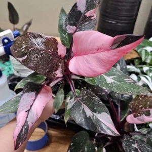 Pink Princess Philodendron Plant Live, Philodendron House Plant 4 Inches, Philodendron Indoor Plant 4 Inches