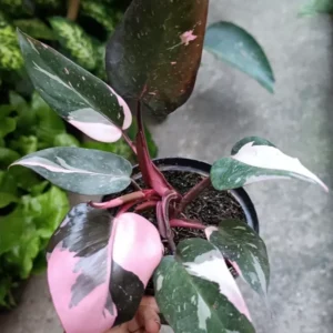 Rare Philodendron Live Plant, Pink Princess Philodendron Plant, Philodendron House Plant Live 4 Inches