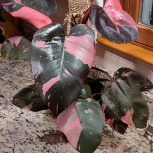 Pink Princess Philodendron Plant, Live Philodendron Plant Indoor, Philodendron Pink Plant Live 4 Inches Tall To Plant