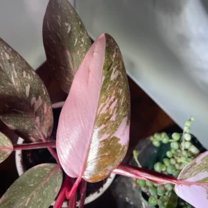 Rare Philodendron Live Plant, Pink Princess Philodendron Plant, Philodendron House Plant Live 4 Inches