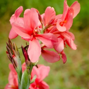 3 Mix Canna Lily Plants, Canna Lily Plants For Planting Perennial, Bare Roots Plants For Growing