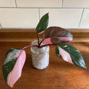Pink Princess Philodendron Plant Live, Philodendron House Plant 4 Inches, Philodendron Indoor Plant 4 Inches