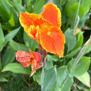 3 Canna Lily Plants For Planting Outdoors, Live Canna Lily Plants, Multicolor Canna Lily Flower Plants Bareroot