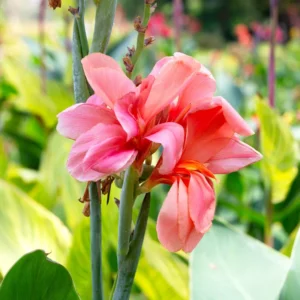 3 Dwarf Canna Lily Plants, Mixed Canna Lily Plants Live, Canna Lily Flowering Plants No Pot For Planting Outdoor