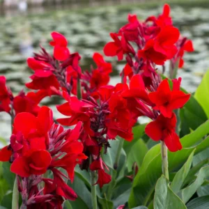 3 Dwarf Canna Lily Plants, Mixed Canna Lily Plants Live, Canna Lily Flowering Plants No Pot For Planting Outdoor