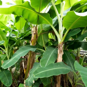 Banana Tree, Banana Tree Live Plant, Ice Cream Banana Plant Live, Ice Cream Banana Tree From 4 To 6 Inches Tall Bareroot