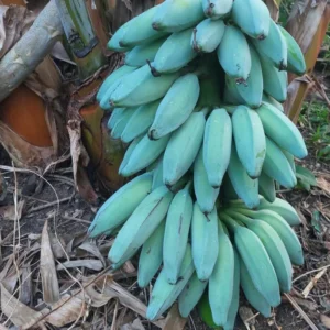 Banana Tree, Banana Tree Live Plant, Ice Cream Banana Plant Live, Ice Cream Banana Tree From 4 To 6 Inches Tall Bareroot