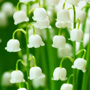 10 Lily Of The Valley Bulbs, Lily Of The Valley Flowers Bulbs, Flower Bulbs