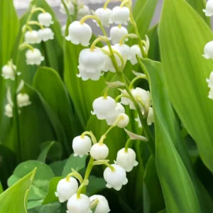 10 Lily Of The Valley Bulbs, Lilies Of The Valley Bulbs, Lily Of The Valley Roots