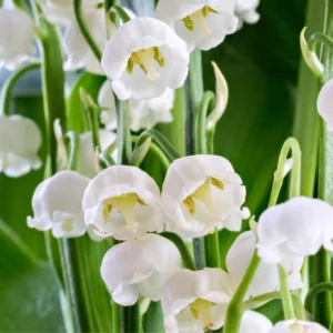 10 Lily Of The Valley Bulbs, Lilies Of The Valley Bulbs, Lily Of The Valley Roots