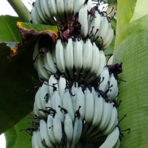 Banana Tree, Banana Tree Live Plant, Ice Cream Banana Plant Live, Ice Cream Banana Tree From 4 To 6 Inches Tall Bareroot