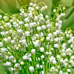 10 Lily Of The Valley Bulbs, Lilies Of The Valley Bulbs, Lily Of The Valley Roots