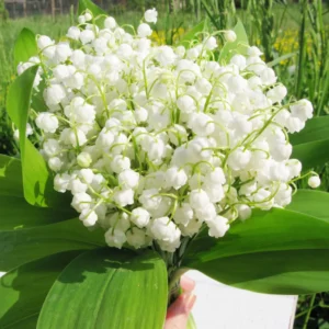 10 Lily Of The Valley Bulbs, Lily Of The Valley Flowers Bulbs, Flower Bulbs