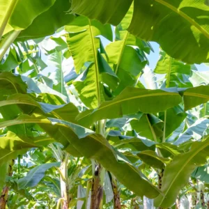 Banana Plant, Blue Bananas Tree, Ice Cream Banana Tree Live Plant, Live Ice Cream Banana Plant From 4 Inches Height No Pot