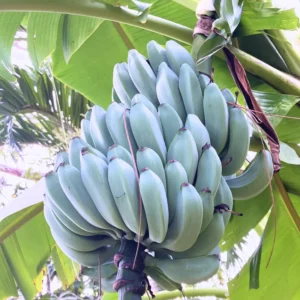 Banana Plant, Blue Bananas Tree, Ice Cream Banana Tree Live Plant, Live Ice Cream Banana Plant From 4 Inches Height No Pot
