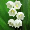 10 Lily Of The Valley Bulbs, Lily Of The Valley Flowers Bulbs, Flower Bulbs