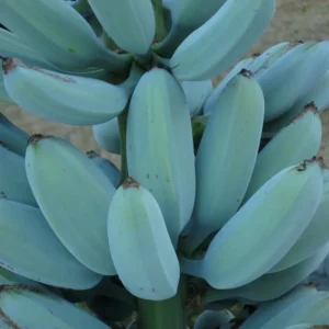 Banana Plant, Blue Bananas Tree, Ice Cream Banana Tree Live Plant, Live Ice Cream Banana Plant From 4 Inches Height No Pot