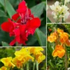 3 Dwarf Canna Lily Plants, Mixed Canna Lily Plants Live, Canna Lily Flowering Plants No Pot For Planting Outdoor